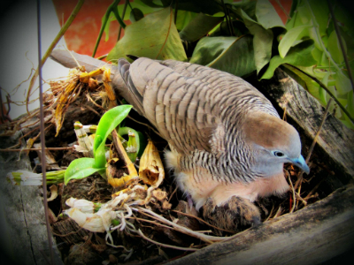 a test image (bird 2)